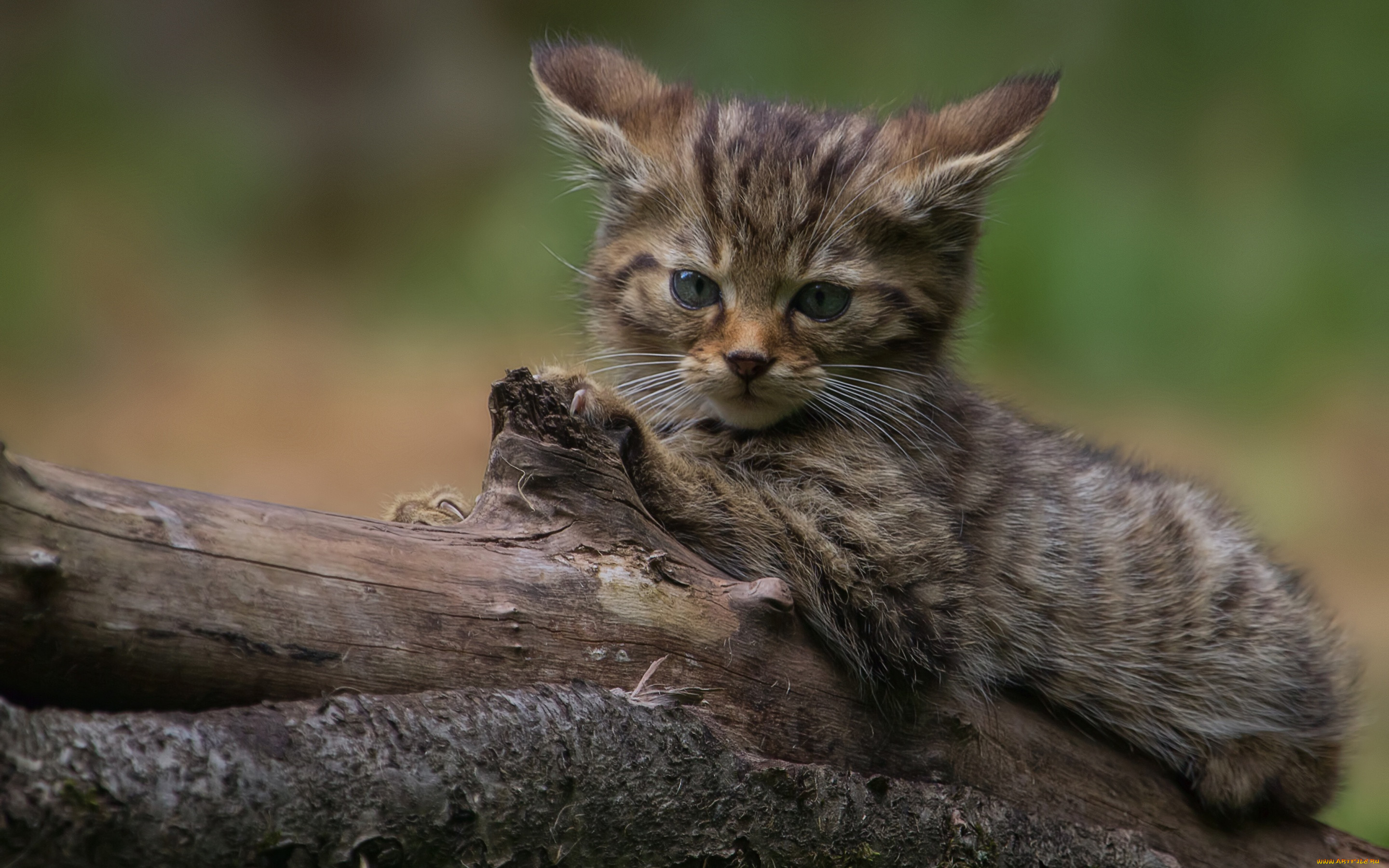 Котята дикого лесного кота